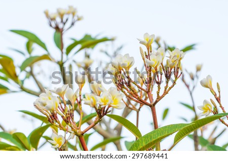 Frangipani, Plumeria flower, tropical flower blooming