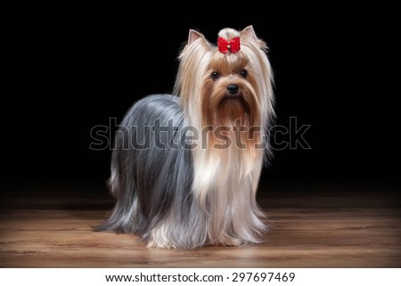 Yorkie puppy on table with wooden texture