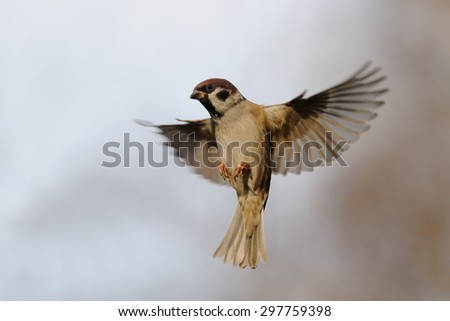 Flying Eurasian Tree Sparrow (Passer montanus) in autumn. Moscow region, Russia Royalty-Free Stock Photo #297759398