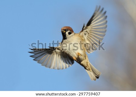 Flying Eurasian Tree Sparrow (Passer montanus) in autumn. Moscow region, Russia Royalty-Free Stock Photo #297759407