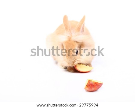 Curious young red rabbit eating