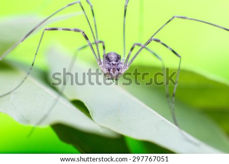 Small spider with tall legs