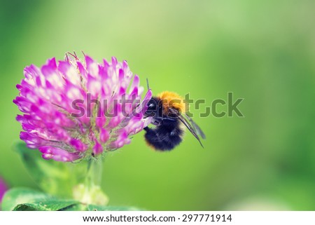A bee is working on a Trifolium pratense. Image has a vintage effect applied.