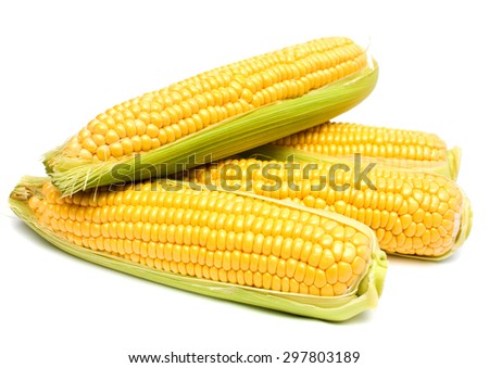 Ears of Corn isolated on a white background.