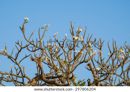 Plumeria, Frangipani, leelawadee, lantorm flower bloom white yellow
