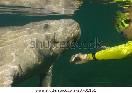 Woman greeting a manatee with reflections on the water's surface.
