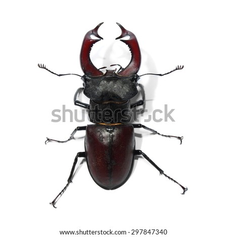 Male stag beetle isolated on white background