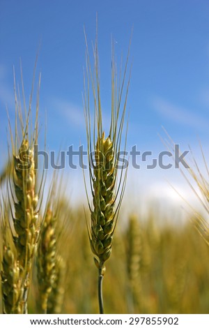 Grain field, green grain growing in a farm field, A wheatfield against a blue sky, wheatfield, close-up of spikelets of wheat, field of wheat
