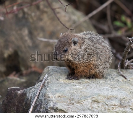 Groundhog Sitting on a Rock