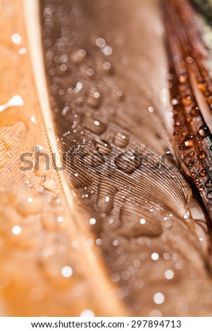 Abstract composition with colorful hen feather with water drops