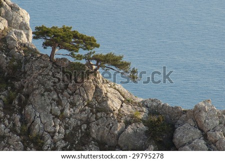 Lonely tree on a rock, a dark blue homogeneous background (the sea)
