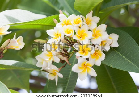 White flowers on a tree. A bouquet of white flowers in full bloom on the trees.