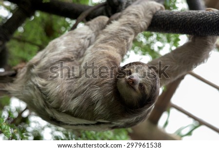 Three-toed sloth (family Bradypodidae) hanging from rope in enclosure, with food smeared on its nose.  Royalty-Free Stock Photo #297961538