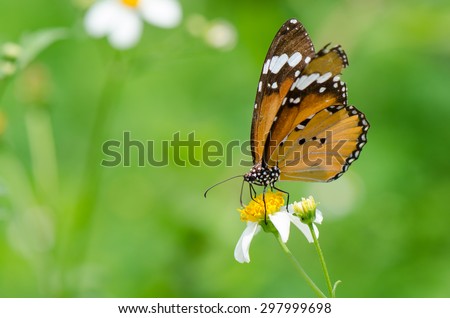 Plain tiger butterfly collecting nectar on wild flower with green background.