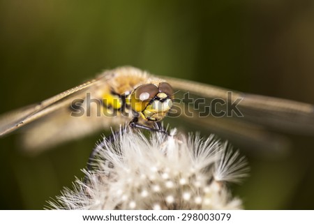 dragonfly, macro picture