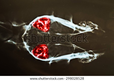 x ray for head dog have red marker