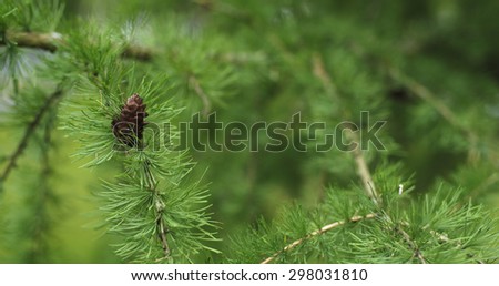 larch tree with cones in summer day, close up photo