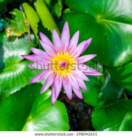 Close up fresh water lily lotus flower
