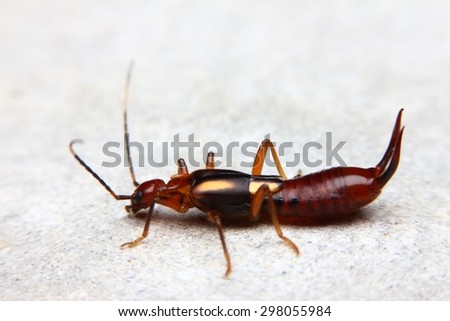Earwigs, Proreus simulans stallen, Insect in Thailand