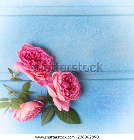 Pink  roses  on blue wooden background. Place for text. Selective focus. Square image.