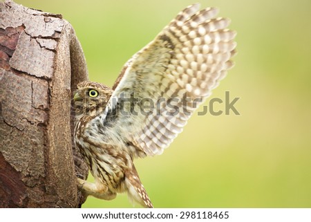 A little owl with its wings up