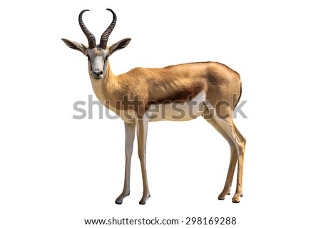 Springbok, Antidorcas marsupialis, isolated on white background. Royalty-Free Stock Photo #298169288