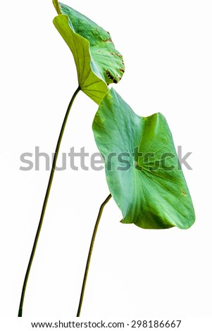 lotus leaf isolated on white background