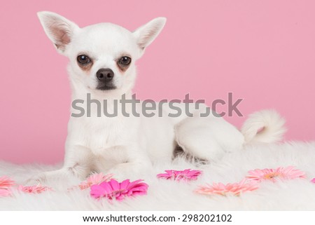 Pretty white chihuahua dog lying down at a pink background with pink flowers