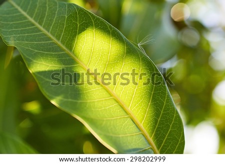 Beautiful sunlight behind a leaf of mango