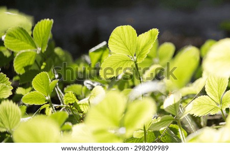 strawberry leaves in nature