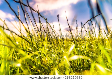 Sun comes out of cumulus clouds and illuminates a fields in the forest. Focus on the grass, image in the soft orange-purple toning