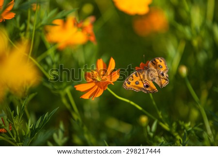 butterfly background stock,, selective focus, soft focus, blur background