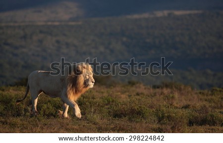 A big white male lion lying in the grass in South Africa
