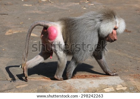 Old male Hamadryas baboon (Papio hamadryas). Wild life animal. 