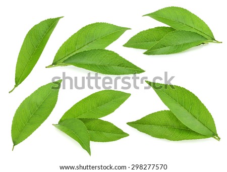 Peach leaves isolated on white background Royalty-Free Stock Photo #298277570