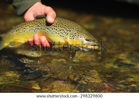 Brown Trout In Idaho