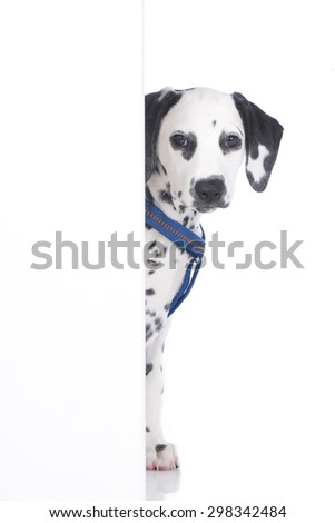 Young dalmatian looking round the corner isolated