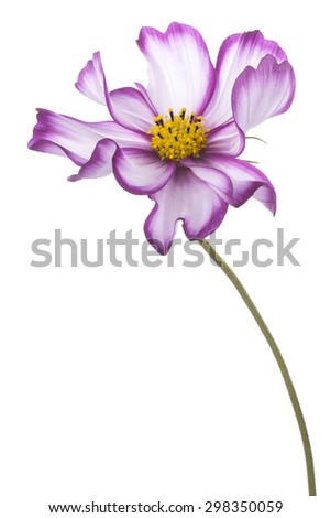 Studio Shot of Fuchsia and White Colored Cosmos Flower Isolated on White Background. Large Depth of Field (DOF). Macro.