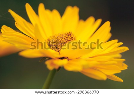 rudbeckia, yellow flower in the garden