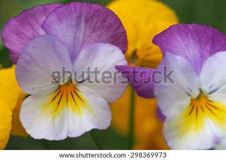 Violas Purple and Yellow