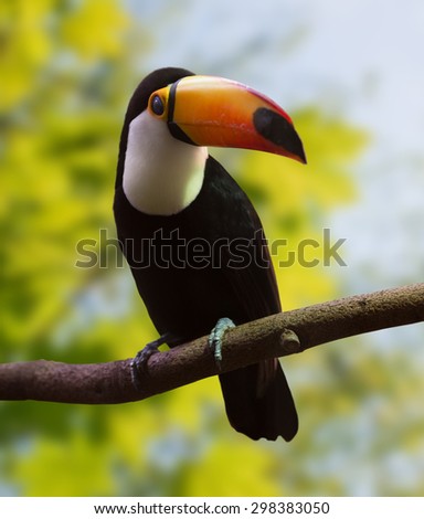  Toco Toucan  (Ramphastos toco) at wildness area