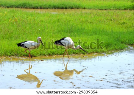 storks with gree grass colors in the background (See more birds in my portfolio).