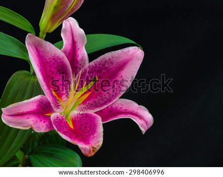 A close up picture of a purple lilly in full bloom, against a black background. A High Dynamic Rage (HDR) image, taken with macro lens.