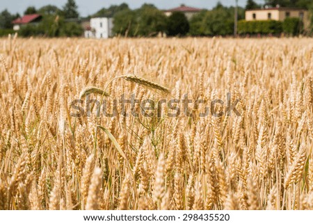 Photo of yellow wheat growing in a farm field