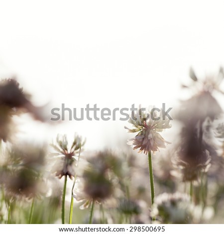 Field of clover flowers made with color filters extreme closeup with soft focus