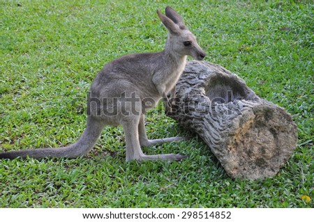 Aussie Kangaroo