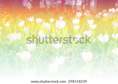 Beautiful flowers with Soft Focus Color Filtered background