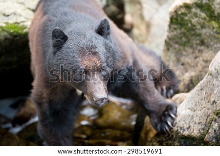 A black bear precariously balances himself on some rocks at the edge of a river while he searches for salmon