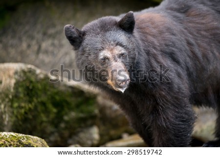 A beautiful black bear looking to the right of the frame