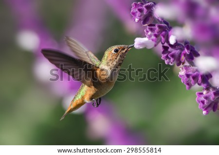 Female hummingbird, likely an Allen's, shown hovering and feeding on Mexican Bush Sage. Photo taken in Southern California.